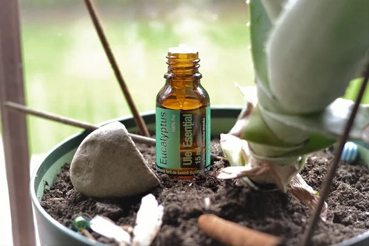 How Eucalyptus Essential Oil Can Add a Refreshing Touch to Your Holiday Season