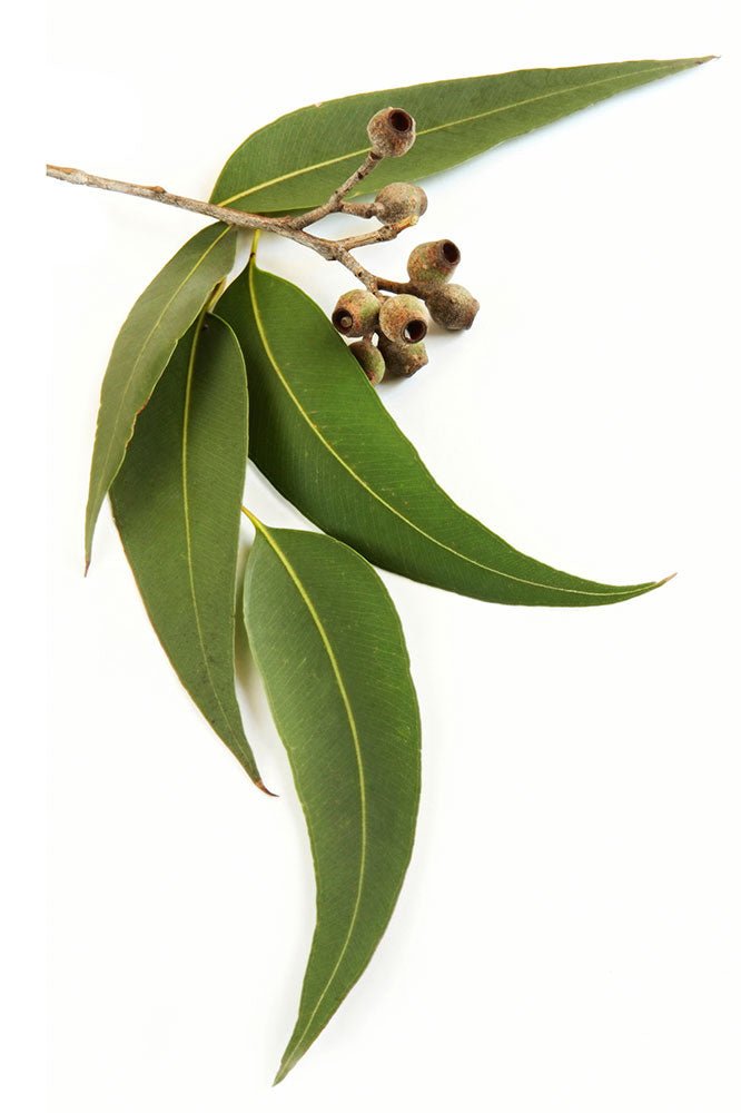 doTERRA Eucalyptus Essential Oil - Samsara Oils