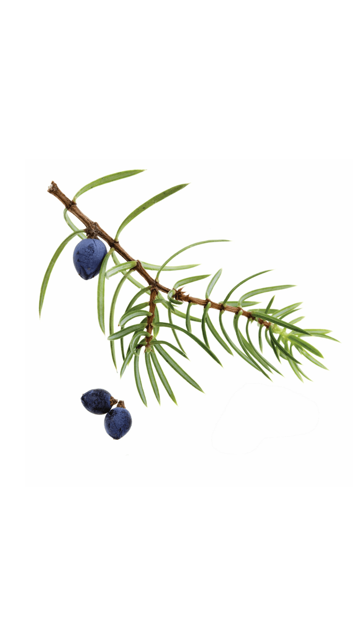 doTERRA Juniper Berry Essential Oil - Samsara Oils