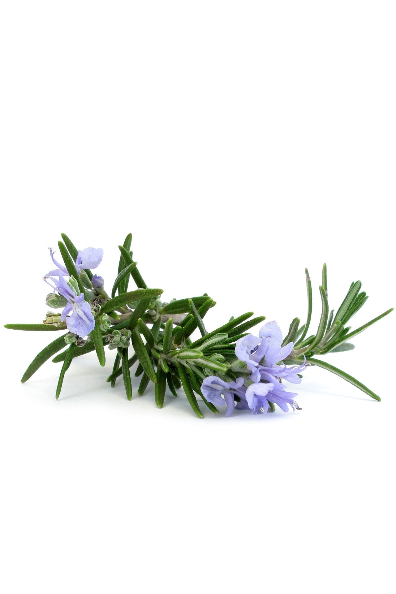 doTERRA Rosemary Essential Oil - Samsara Oils